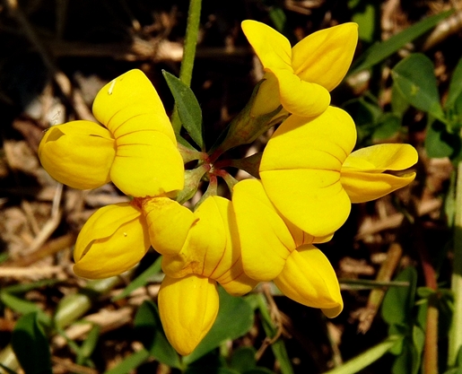 {Lotus corniculatus}
